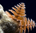   Christmas Tree Worm white coral. Nikon D80 60mm coral  